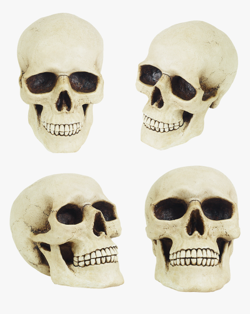 Human Skull Cheekbones, HD Png Download, Free Download