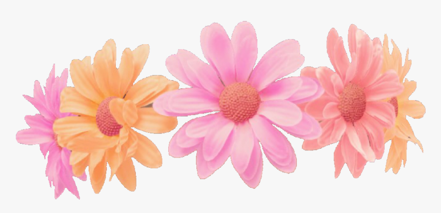 #snapchatfilter #snapchatfilters #snapchatfiltersticker - Gerbera, HD Png Download, Free Download