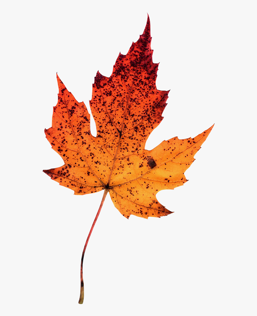 Maple Leaf Photography Autumn Leaves Clip Art - Photography Of Autumn Leaf, HD Png Download, Free Download