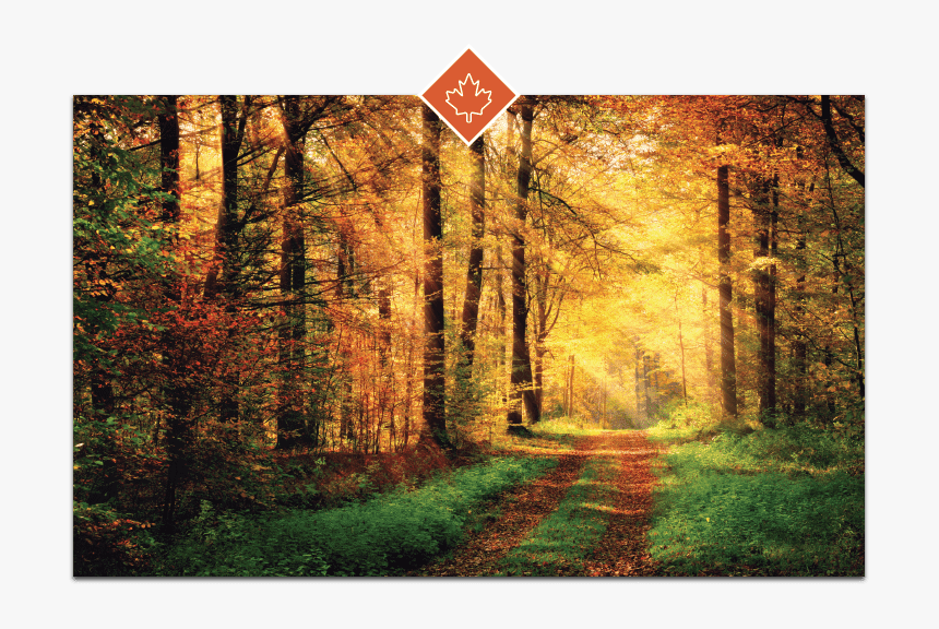 Fall Foliage Feature Image - Foresta Autunnale, HD Png Download, Free Download