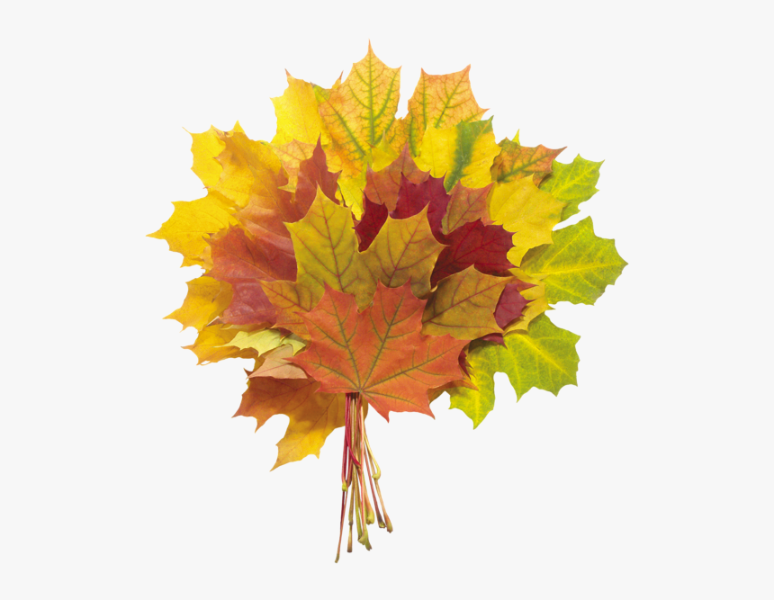 Autumn Leaves Png Image - Autumn Leaves Fallen Leaves Clipart, Transparent Png, Free Download