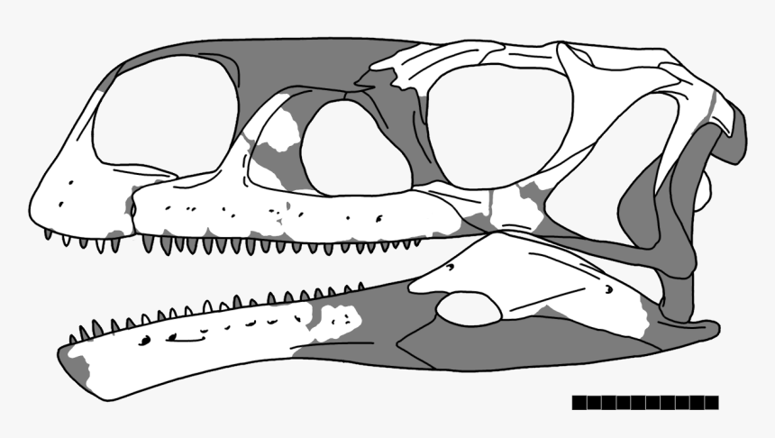 Aardonyx Skull, HD Png Download, Free Download