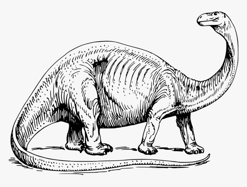 Brontosaurus Medium Image Png - Dinosaur Black And White, Transparent Png, Free Download