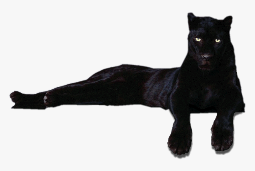 Panthera Dog Breed - Пантера Png, Transparent Png, Free Download
