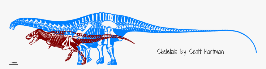 Brontosaurus Compared To T Rex, HD Png Download, Free Download