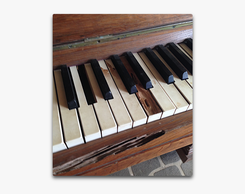 Tunes On A Tropical Piano - Wood Borer In Piano, HD Png Download, Free Download