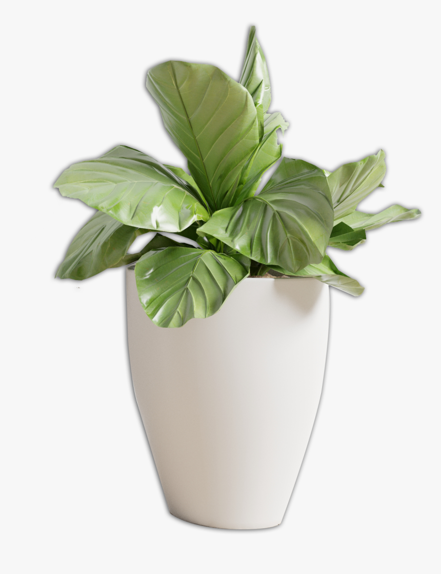 Florero Png , Png Download - Ficus Audrey Leaves Curling, Transparent Png, Free Download