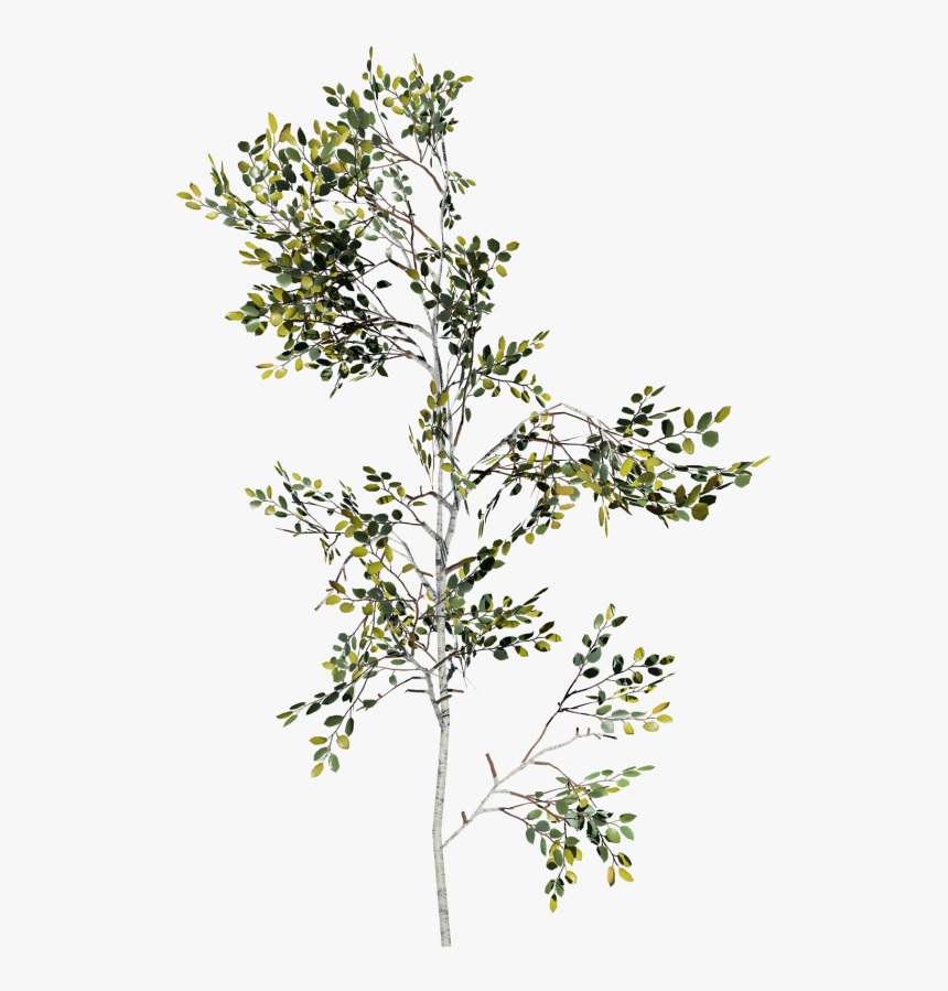 Paper Birch Sapling , Png Download - Birch Png, Transparent Png, Free Download