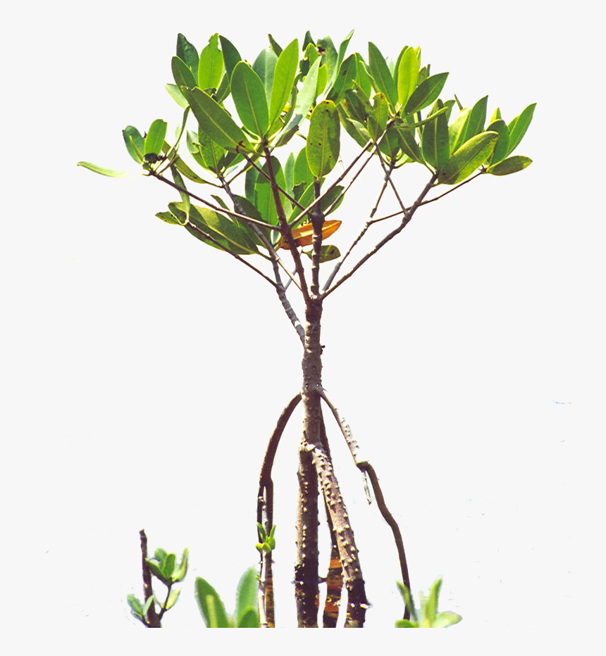 Mangrove Tree Tattoo