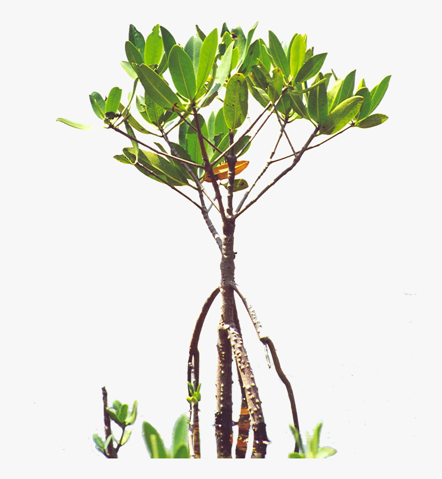 Mangroves - Florida - Poly - Mangrove Sapling , Png - Mangrove Tree Tattoo, Transparent Png, Free Download