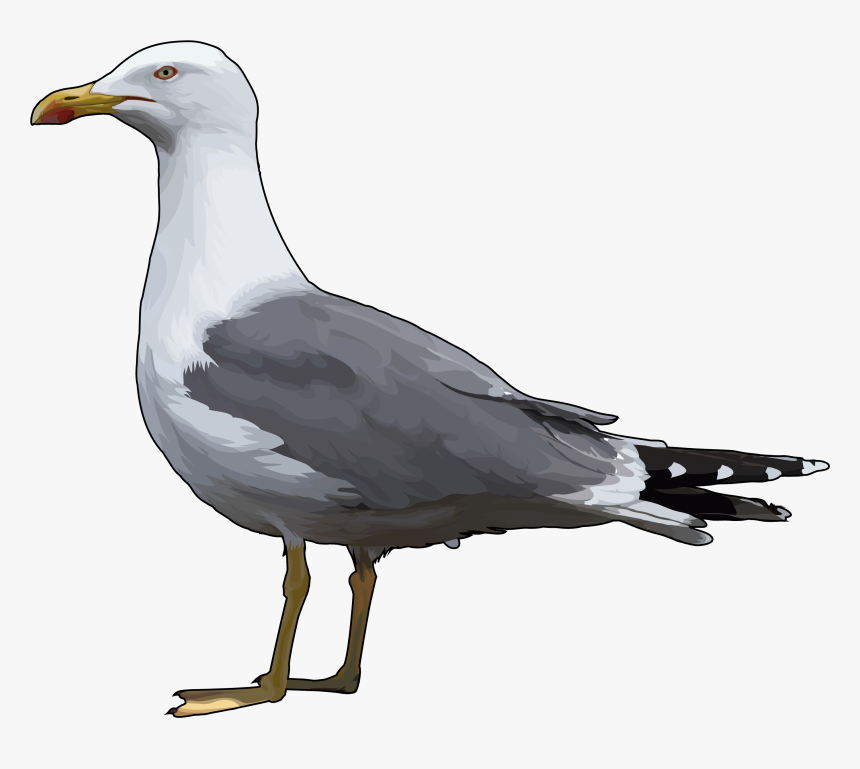 Thumb Image - Gaviota Png, Transparent Png, Free Download