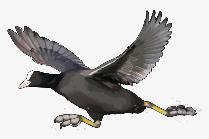 Gaviotas Png , Png Download - Водоплавающие Птицы Украины, Transparent Png, Free Download