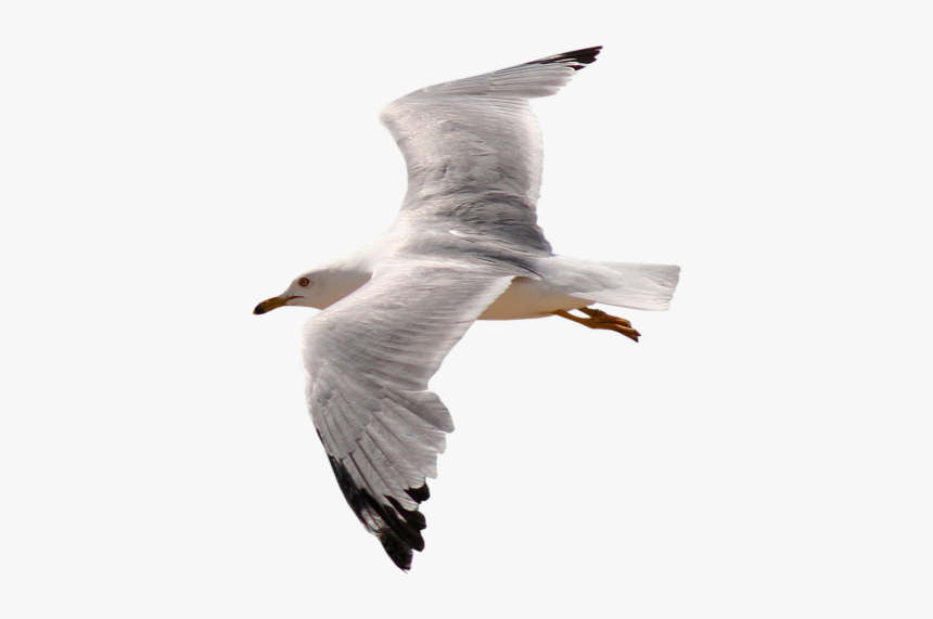 Tube Gaviotas - Transparent Background Bird Flying Gif Png, Png Download, Free Download