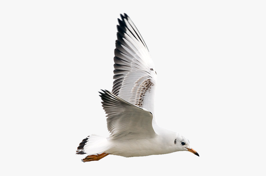 Imagenes De Gaviotas Png, Transparent Png, Free Download