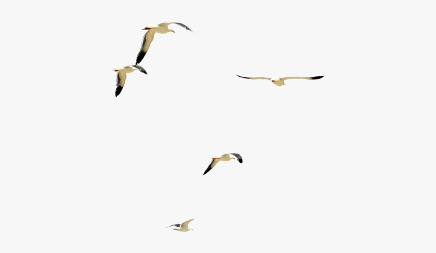 Flock, HD Png Download, Free Download