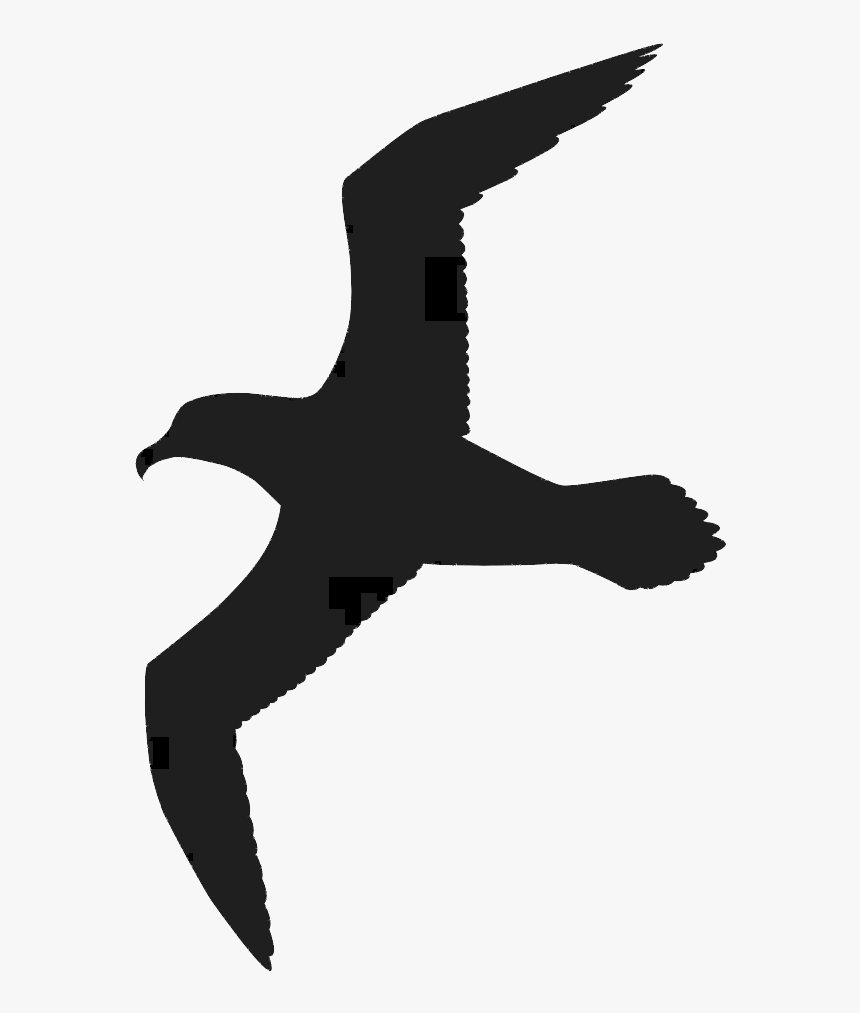 Gulls Bird Great Black-backed Gull Drawing Clip Art - Seagull Clipart Silhouette Free, HD Png Download, Free Download