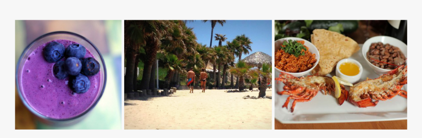 Attalea Speciosa, HD Png Download, Free Download