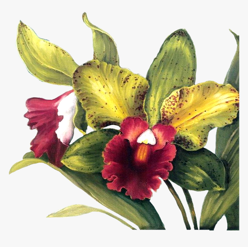 Orchids Paint Png, Transparent Png, Free Download