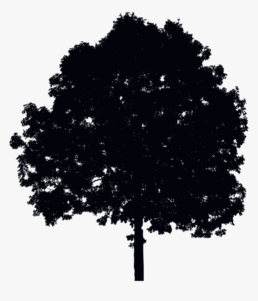 Single Tree Silhouette - Morning, HD Png Download, Free Download