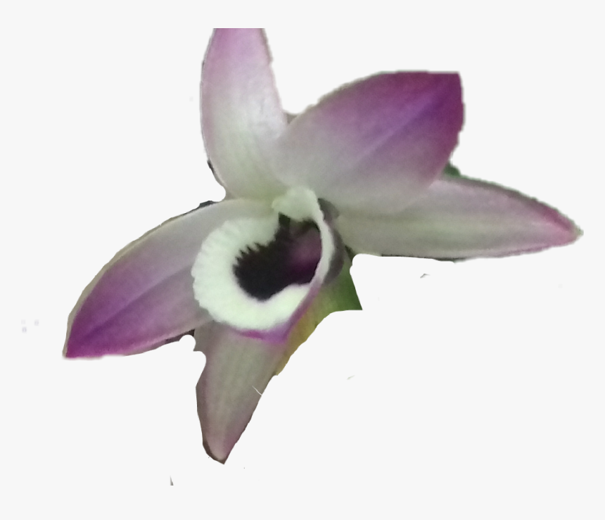 #orquidea @tellyrosa-76 - Cattleya, HD Png Download, Free Download