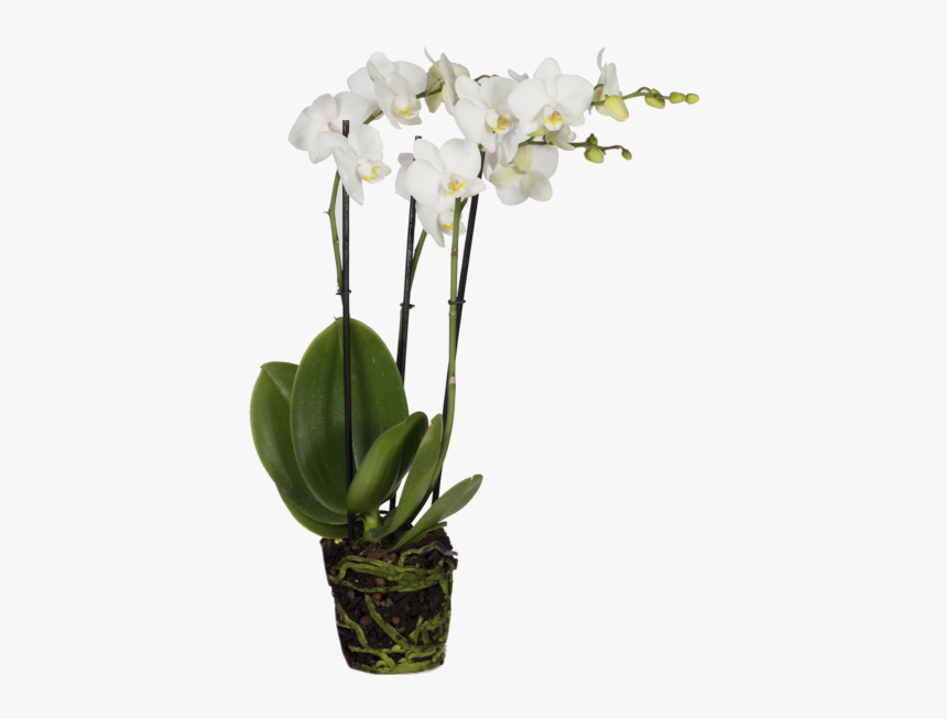 Orquídea Mariposa - Moth Orchid, HD Png Download, Free Download