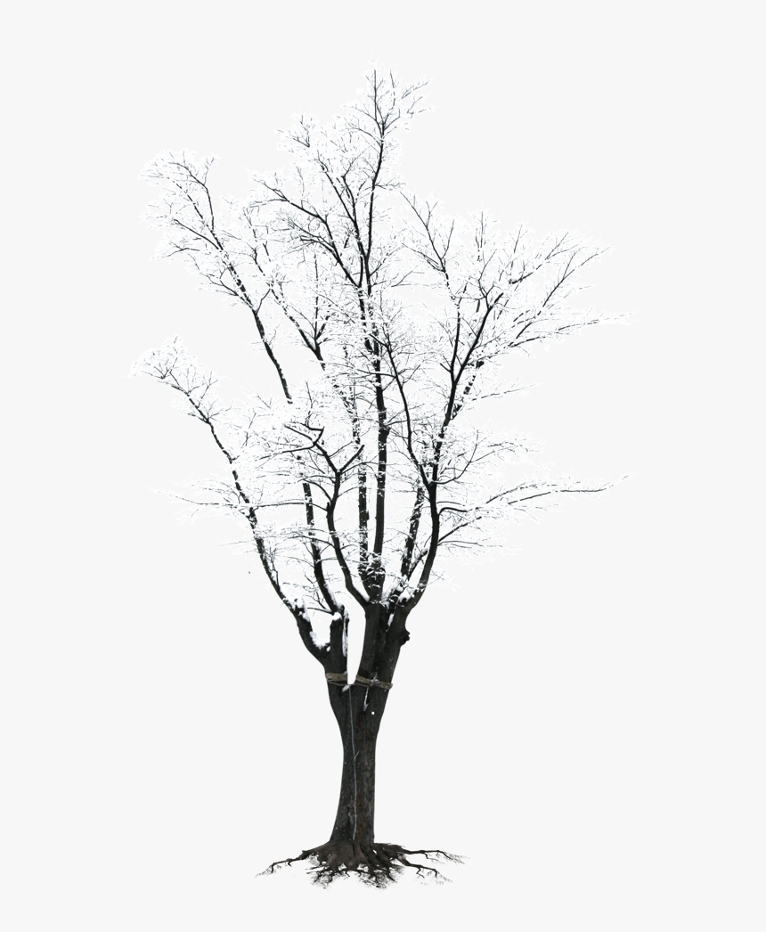 Winter Snow Tree Clipart, HD Png Download, Free Download