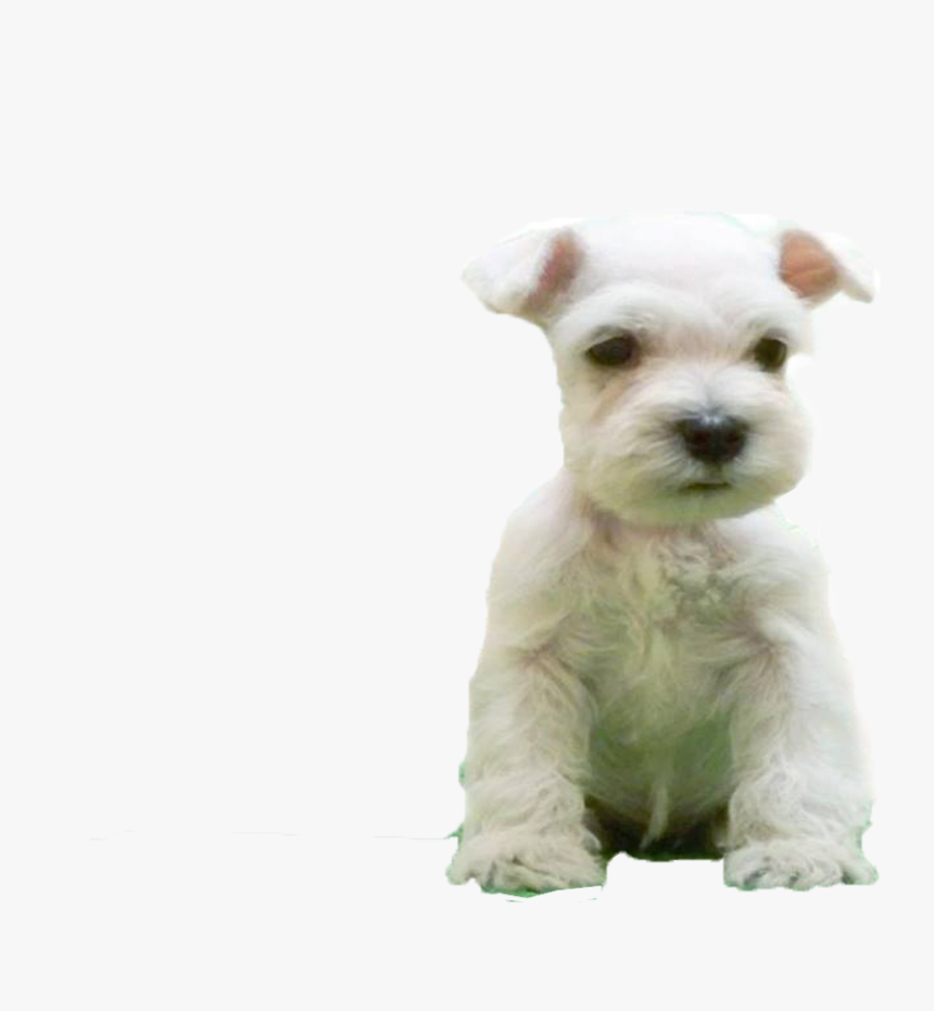 Thumb Image - Imagenes De Perritos Tiernos Png, Transparent Png, Free Download