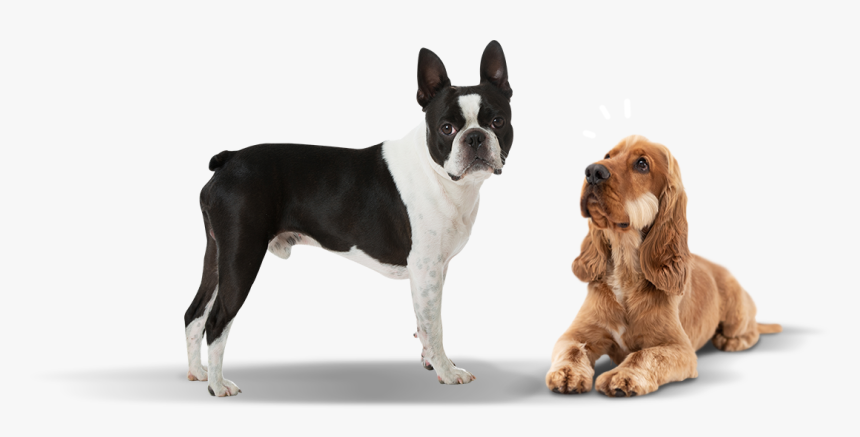 Perritos Png , Png Download - Boston Terrier Transparent Background, Png Download, Free Download