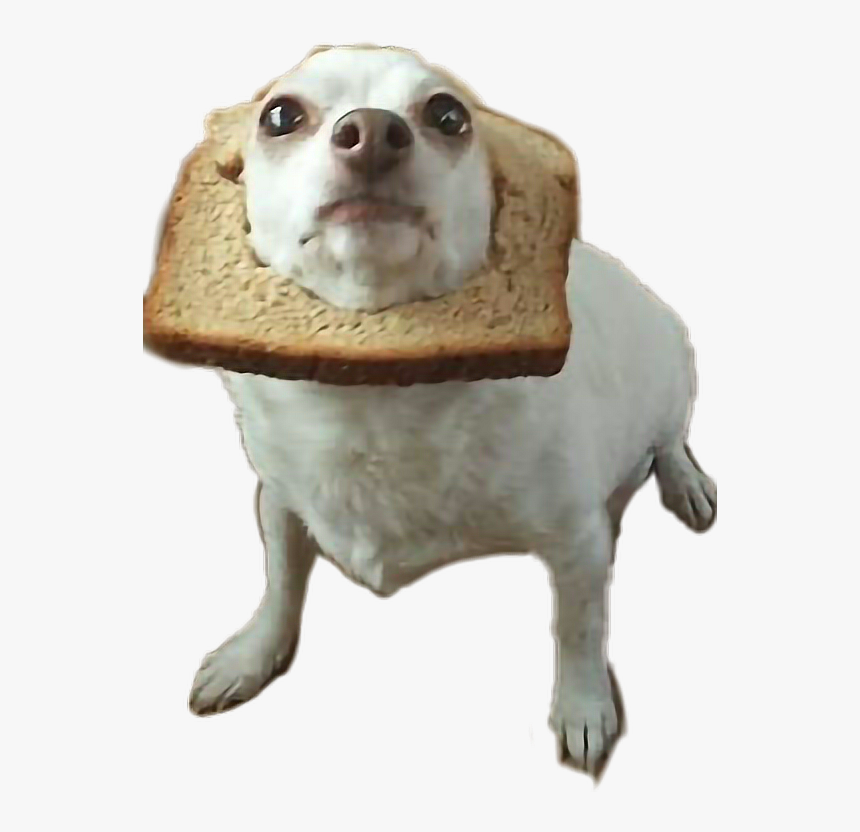 #dog #perritos #pan #bread #perros🐶 @bren7u7 - Weird Pictures Of Doggos, HD Png Download, Free Download