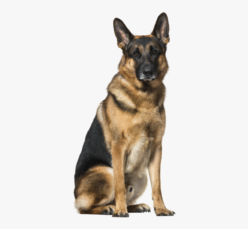 German Shepherd White Background, HD Png Download, Free Download