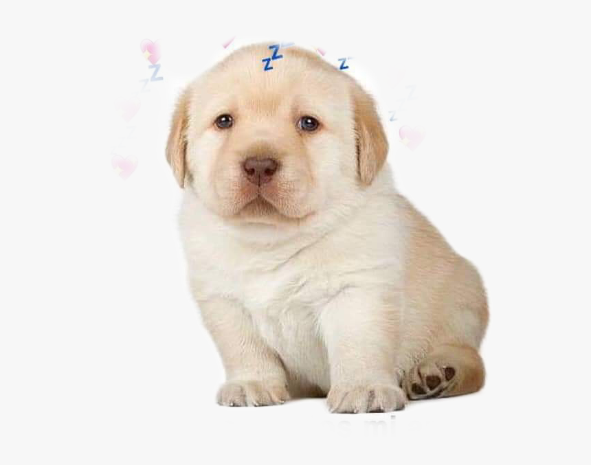 #perritos - Quieres Dog Meme Gif, HD Png Download, Free Download