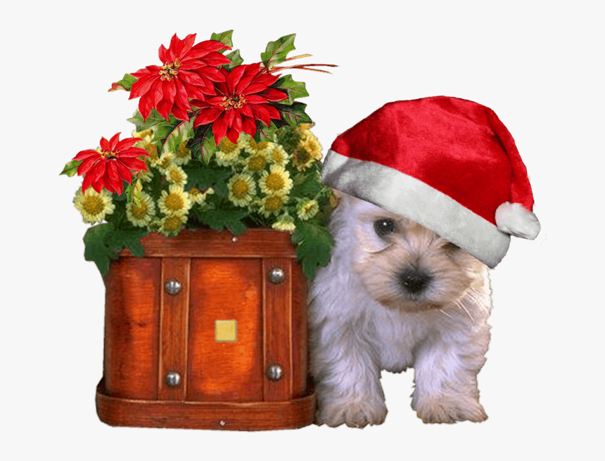 Fondos De Navidad Con Perritos En Hd Gratis Para Descargar - Chien Bon Lundi Gif Animé, HD Png Download, Free Download