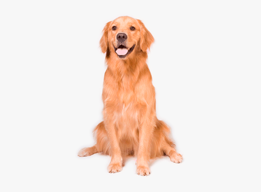 Image - Dog Sitting Down Png, Transparent Png, Free Download