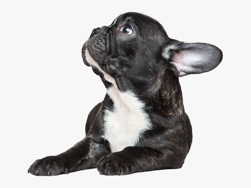 French Bulldog Png, Transparent Png, Free Download