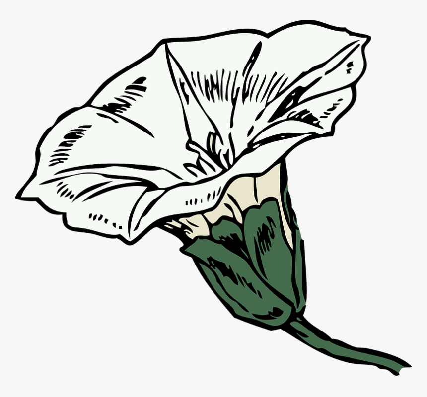 Bindweed Clipart, HD Png Download, Free Download