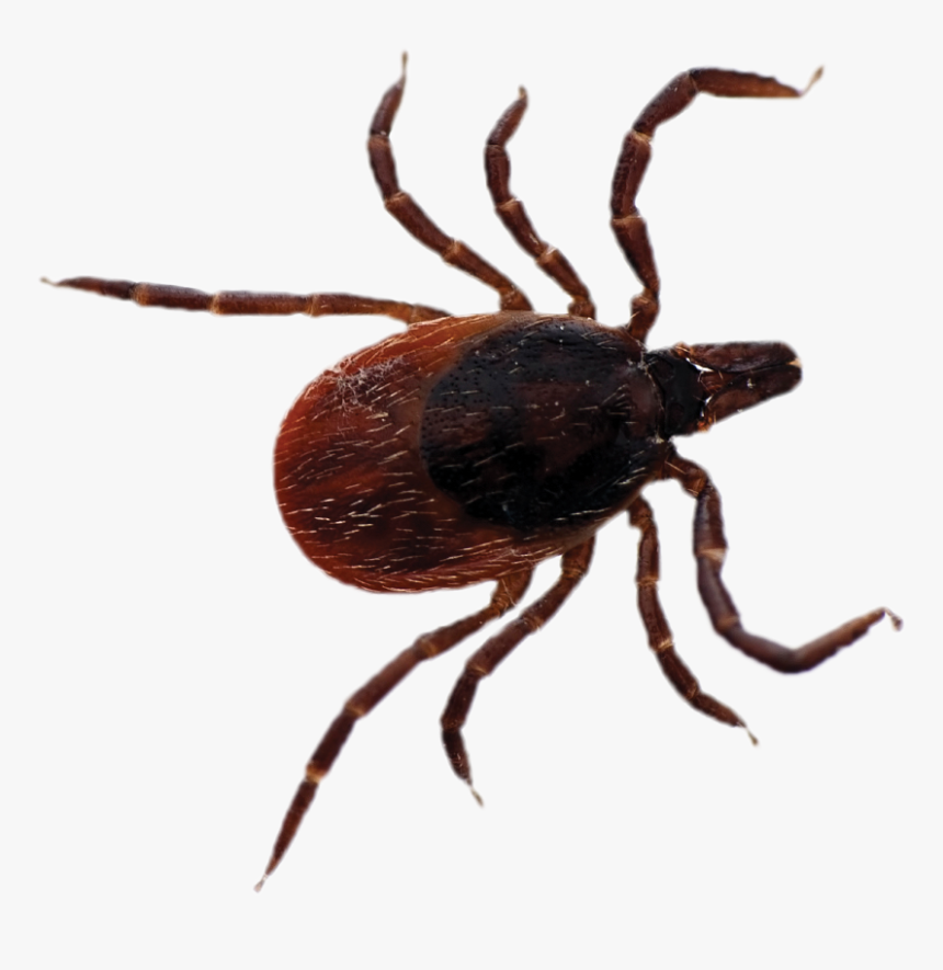 Black Legged Tick No Background, HD Png Download, Free Download