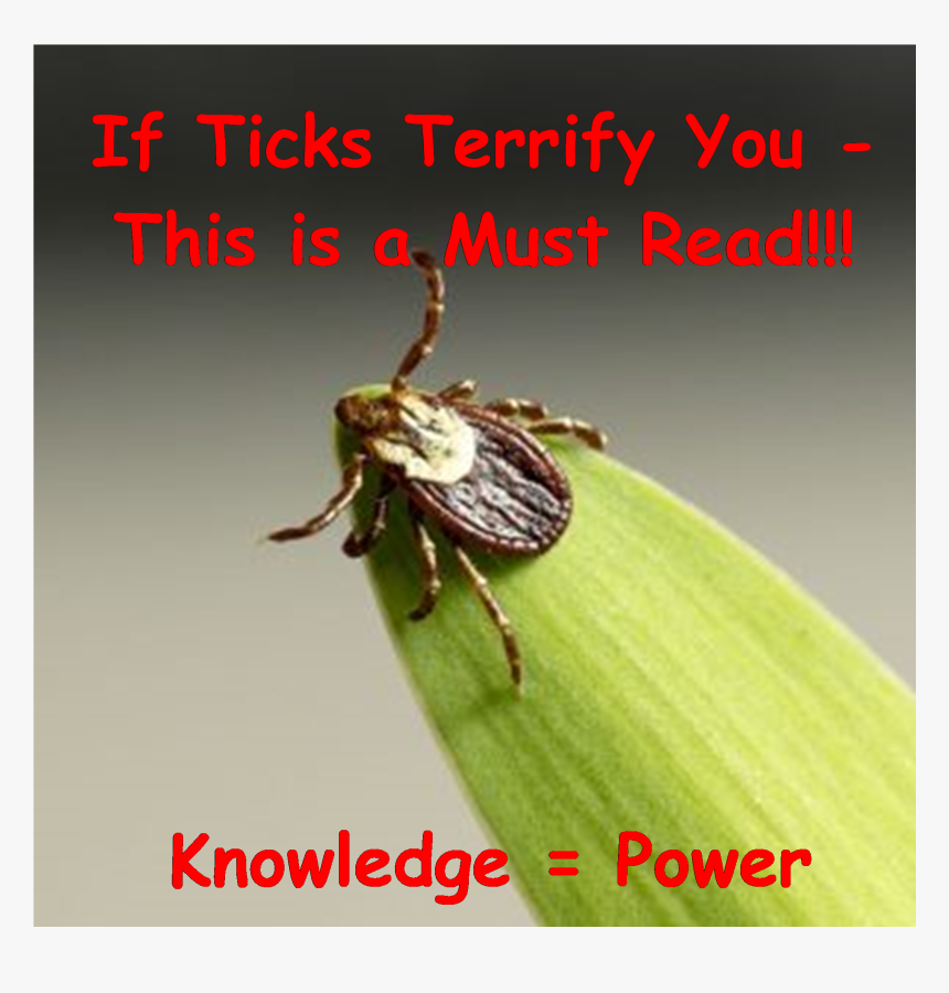 Ticks & Lyme Disease Prevention, HD Png Download, Free Download