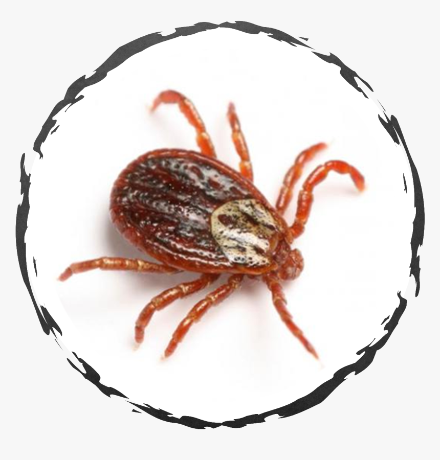 Weevil, HD Png Download, Free Download