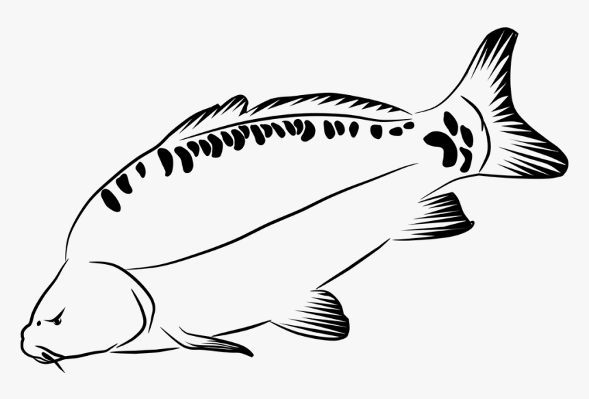 Carp Png, Transparent Png, Free Download