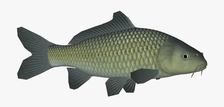 Commoncarp - Oily Fish, HD Png Download, Free Download