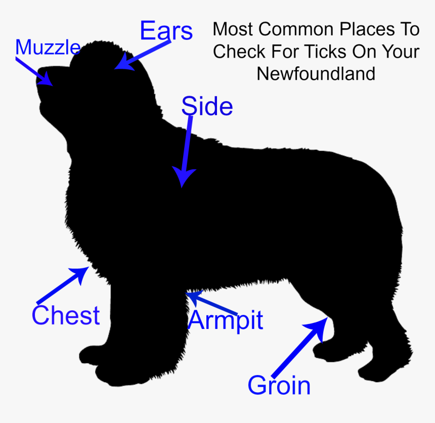 Newfoundland Dog And Ticks - Companion Dog, HD Png Download, Free Download