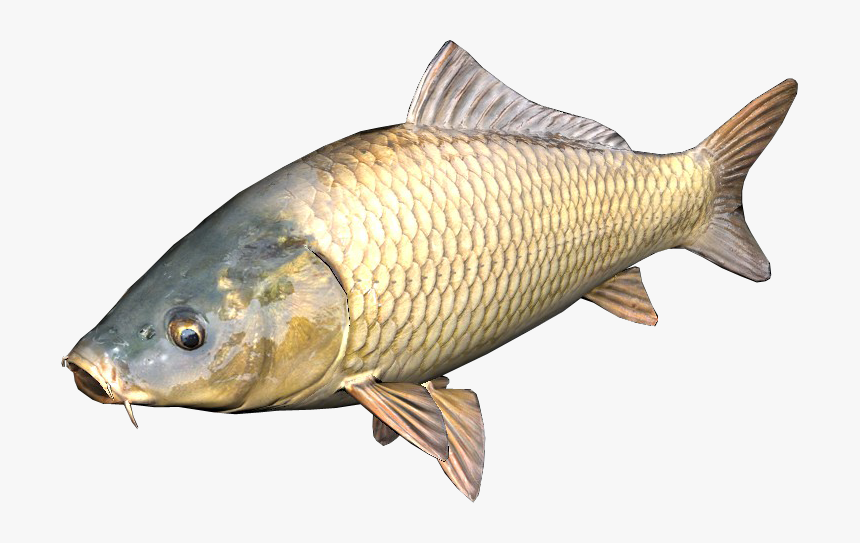 Carp4 - Carp Fish Png, Transparent Png, Free Download