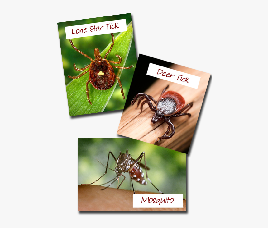 Ticks And Mosquitos - Spider Web, HD Png Download, Free Download