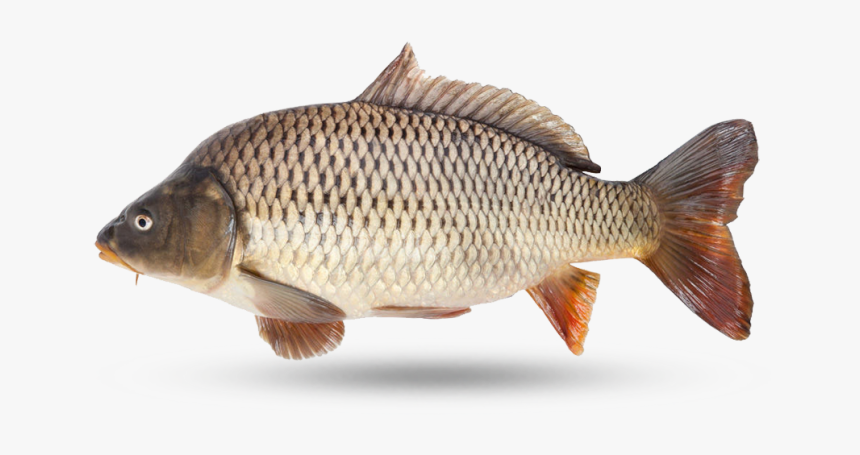 Carp - Carpe Fond Blanc, HD Png Download, Free Download