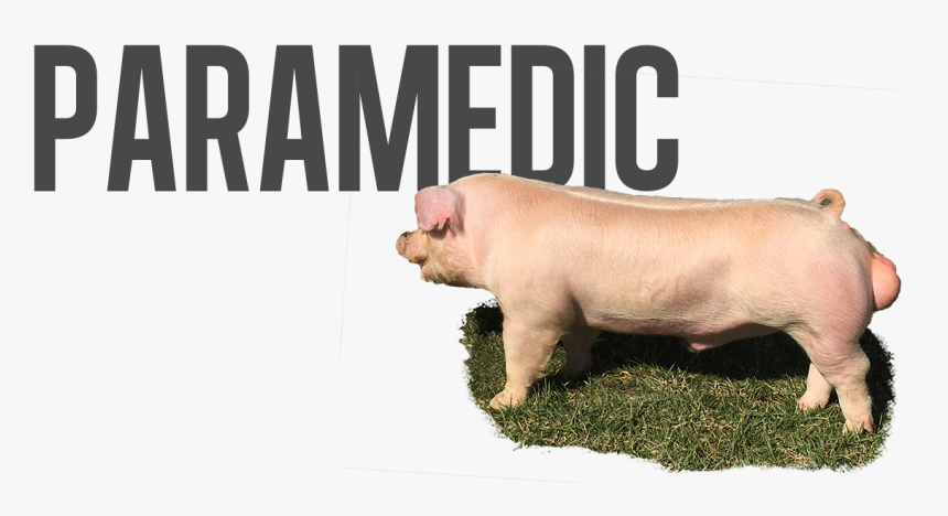 Domestic Pig, HD Png Download, Free Download