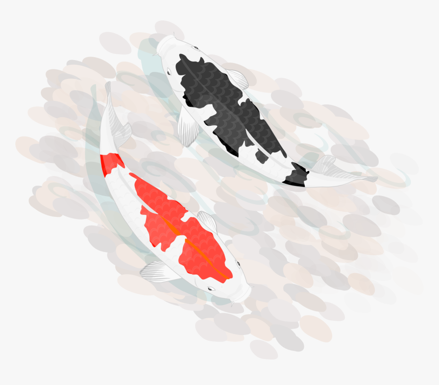 Koi Carp Clipart Transparent - Koi Fish Transparent, HD Png Download, Free Download