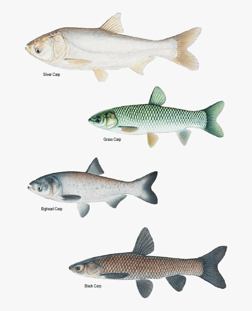 Carp - Carp Species North America, HD Png Download, Free Download