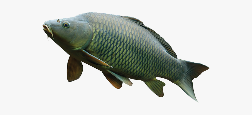 Carp, HD Png Download, Free Download