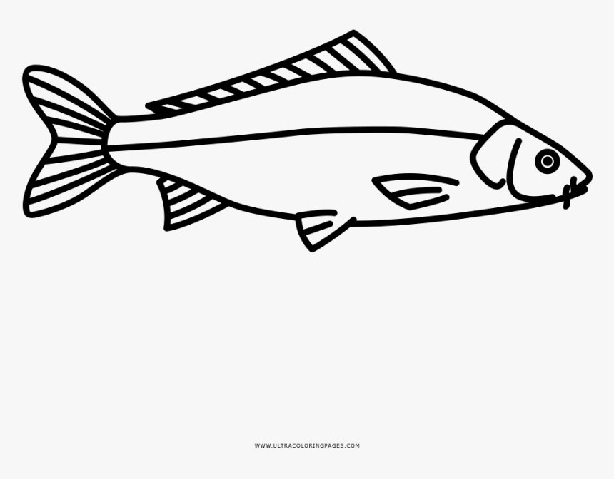 Carp Coloring Page - Pomacentridae, HD Png Download, Free Download