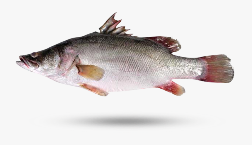 Lake Victoria Perch - Nile Perch Lake Victoria, HD Png Download, Free Download